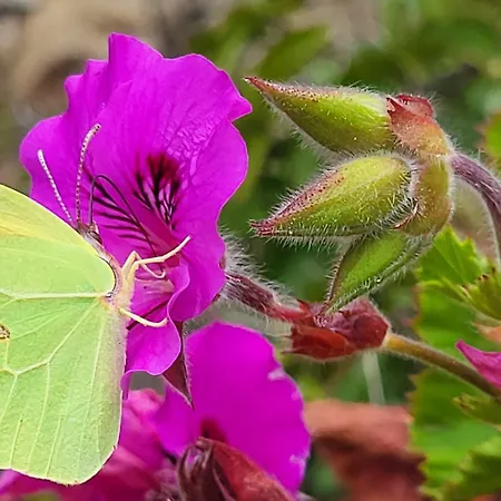 Marinella Villa Barrabisa