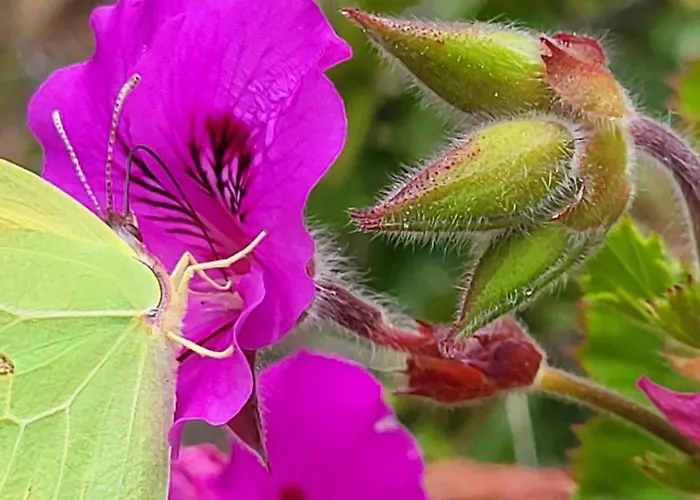 Marinella ヴィラ Barrabisa