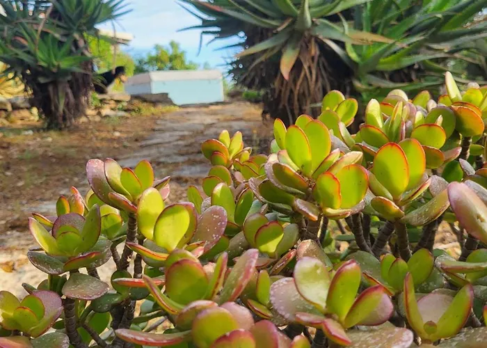 Marinella * Barrabisa